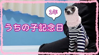 【うちの子記念日】イタグレ犬ルナが家族になって1年が経ちました★Italian Greyhound