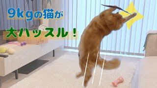 9kgのメインクーンが突然スイッチ入って暴れちゃう【大きい猫 メインクーン】