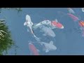 4k beautiful relax music sleep with japanese koi carp fish meditation study music spa yoga