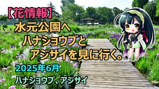 【花情報】水元公園へハナショウブとアジサイを見に行く。ハナショウブ、アジサイ