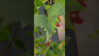 Razzmatazz Grapes #shorts #harvest #subscribe