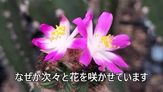 紅籠の花　Aztekium valdezii　2023 08 16