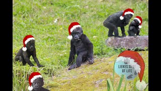 HOLIDAY BABY GORILLA SPECIAL