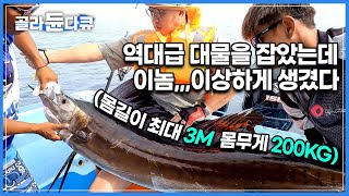 낚시꾼들의 평생 꿈이라는 몸무게 200kg 대형 어류 돛새치 잡이! 어마 무시한 속도와 힘을 가진 바다의 치타│말레이시아 돛새치 낚시│세계테마기행│#골라듄다큐