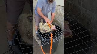 cleaning a common snapping turtle @everything grandpa @ brian mauer