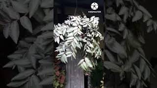 Trailing watermelon Begonia /How to bushy Trailing watermelon begonia/Hanging Basket plant #shorts