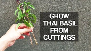 GROW THAI BASIL | Quickly from cuttings