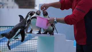 おたる水族館 カラスが更にずうずうしくペンギンにキック！