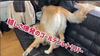 次男の帰宅に大喜びのゴールデンレトリバー　Golden Retriever Excited by Son's return