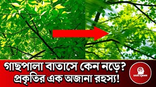 গাছপালা বাতাসে কেন নড়ে | Why Do Trees Sway in the Wind | Fact