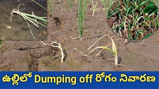 ఉల్లిలో Dumping off రోగం నివారణ | onion  cultivation |agri mentor