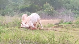 Madagupatti Vellaiyan ||  Sivagangai Dist