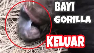 WOW Ternyata Seperti Ini Proses Gorilla Melahirkan Anaknya