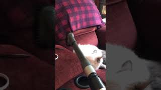 our vacuum loving mellow cat Rosie