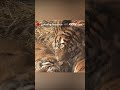 shenyang s siberian tigers attract winter visitors