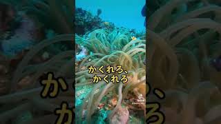 ニモちゃんベイビー達の声が聞こえる😳👏 #diving #underwater #sea #おすすめ #ファインディングニモ