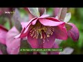 8 unique hellebore types you must see 🌸🌺🌸 gardening ideas