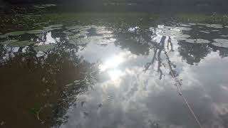 Stunning and Serene Scene of Sun Shining Through Clouds, Reflected Exquisitely in Lotus Pond