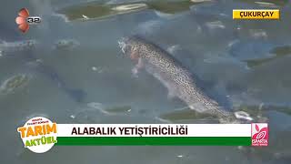 Isparta Ticaret Borsası Tarım Aktüel - ALABALIK YETİŞTİRİCİLİĞİ