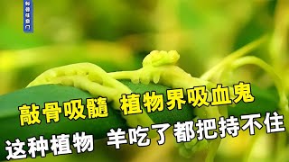 敲骨吸髓，植物界吸血鬼，羊吃了都把持不住，这些植物有多神奇！【科普任意门】