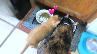 先輩達のご飯に憧れる野良の子猫がかわいすぎました 【保護猫】