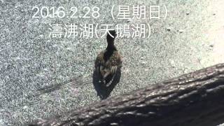 2016.2.28（星期日）網走-濤沸湖(天鵝湖）