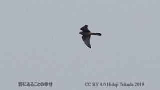 チョウゲンボウ ノスリ、コミミズクにアタック 関東の河原 1月下旬 野鳥FHD 空屋根FILMS#843