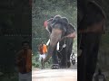 😍🐘😍 കൊമ്പൻ കുറുമ്പൻ 😜🐘😜 whatsapp status | kerala elephant is looking at the body of its mahout