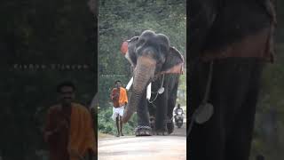 😍🐘😍 കൊമ്പൻ കുറുമ്പൻ 😜🐘😜 whatsapp status | kerala elephant is looking at the body of its mahout