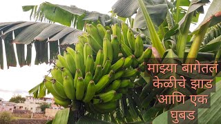 केळीचे झाड  माहिती Banana Tree🌱🌱 आमच्या घरी आलं एक घुबड 🦉