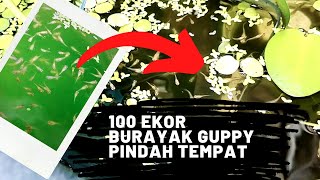 100an Ekor Burayak Guppy Pindah Tempat - Update Kolam Pembesaran #guppy #ikanhiasguppy