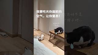 这狗真的狗 柴犬 猫狗双全 不养狗不知道养狗的乐趣 狗狗的心思都写在脸上了 猫狗双全的人生巅峰