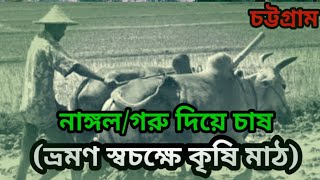 প্রাচীন পদ্ধতিতে নাঙ্গল দিয়ে বর্তমানে ধান চাষ | বর্তমানে প্রাচীন পদ্ধতি অনুসরণ করে চাষাবাদ |