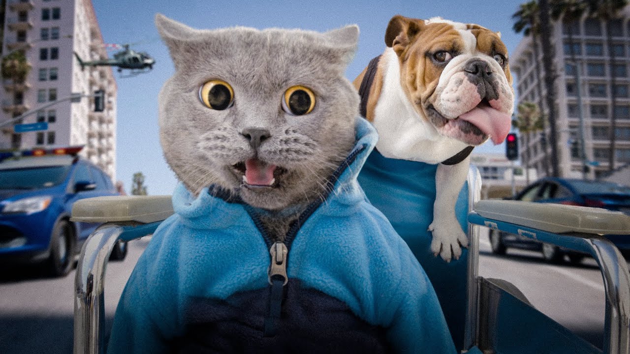 Cat Helps Sick Dog Youtube