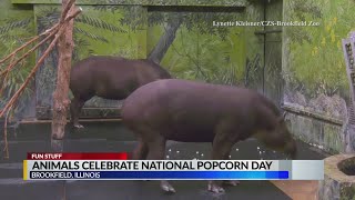 Animals celebrate National Popcorn Day