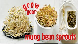 How to sprout Mung (moong)beans/Moyashi at home/ thick mung bean sprouts /もやし