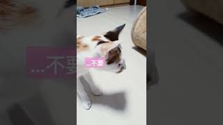 【K貓奴】卡卡全力誘惑妹妹！   #cat #kitty #catvideos #catlover #貓 #shorts