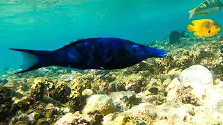 Labre-traitre (Epibulus insidiator) et labre-oiseau (Gomphosus varius) sur une mème vidéo