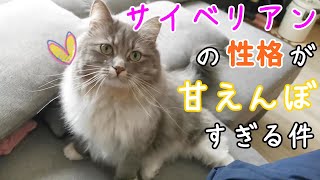 寝坊して起きた朝、サイベリアン猫に異常なほど甘えられました【サイベリアンのラフィ#148】