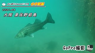 【173】大阪 泉佐野前島／水中カメラで釣り場の海中撮影