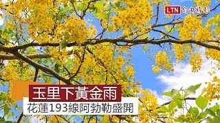 玉里下黃金雨！ 193線阿勃勒盛開