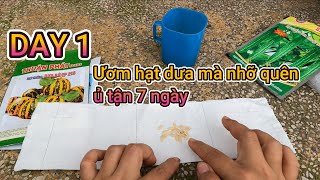 ƯƠM HẠT DƯA MÀ QUÊN 7 NGÀY KHÔNG BIẾT CÓ SỐNG KHÔNG