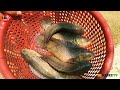 ট্যাংকের চেয়ে সহজ মাছ চাষ আর কোথাও হতে পারেনা fish farming the easy way bd masks tv