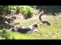 Cat catches squirrel