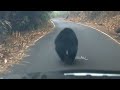 bear attacks car passengers at athirappilly അതിരപ്പള്ളിയിൽ കാർ യാത്രക്കാരെ കരടി ആക്രമിക്കുന്നു 😓