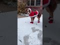 Here Comes Santa Paws