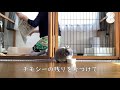 【朝のお掃除ルーティン】うさぎのお掃除やり方 ネザーランドドワーフ うさぎのルビー