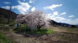 20210410会津若松市「石部桜」