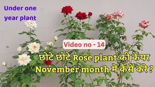 How to care Rose flower plant in November month ?