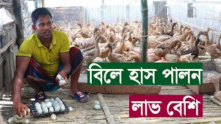 হাঁস বিক্রয় করবে  |  বিলে হাঁস পালন করলে বেশি লাভ | প্রবাসী | News24 Bangladesh